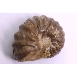 rare salaziceras salazacense - Albian  - Penzesgyor, HUNGARY