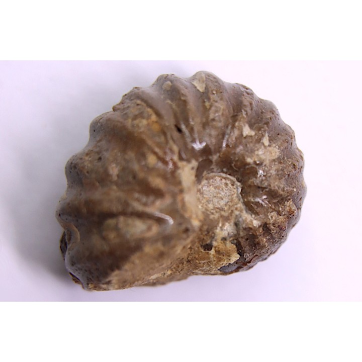 RARE salaziceras salazacense - Albien - Penzesgyor, Hongrie