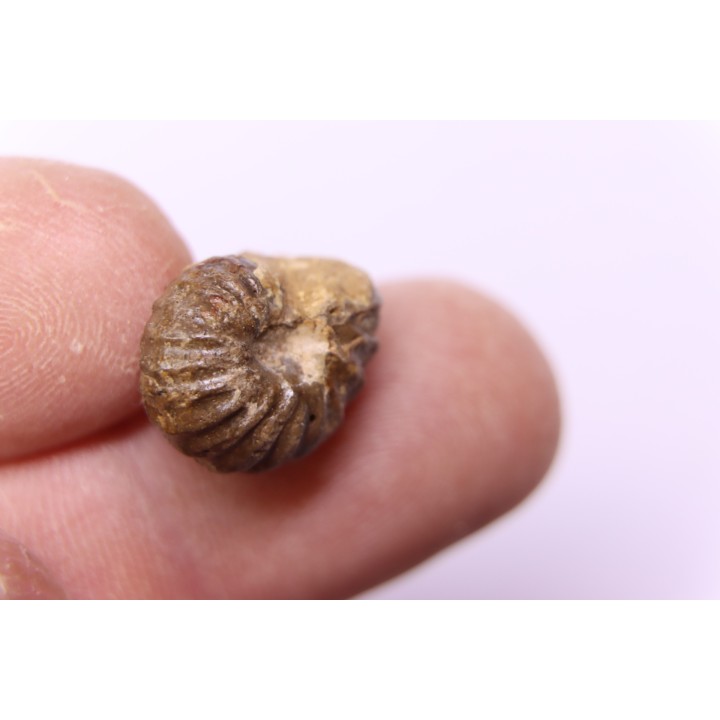 RARE salaziceras salazacense - Albien - Penzesgyor, Hongrie