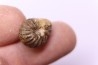 RARE salaziceras salazacense - Albien - Penzesgyor, Hongrie