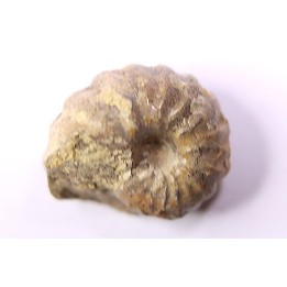 RARE salaziceras salazacense - Albien - Penzesgyor, Hongrie