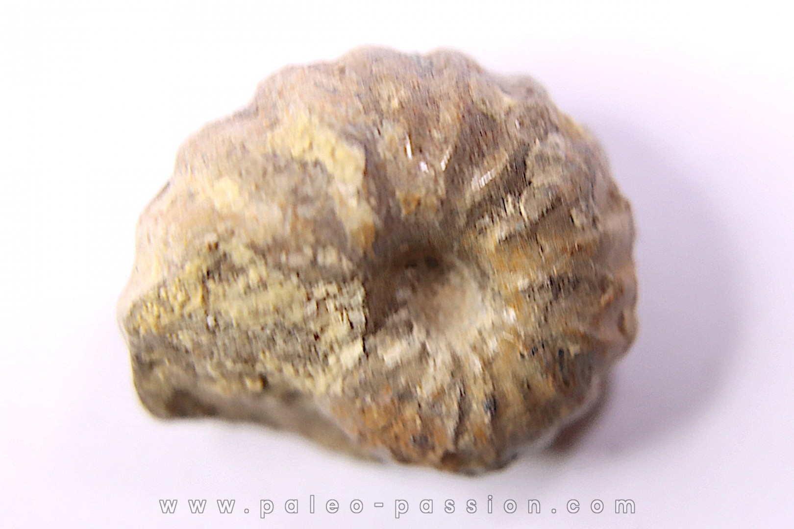 rare salaziceras salazacense - Albian - Penzesgyor, HUNGARY