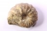rare salaziceras salazacense - Albian - Penzesgyor, HUNGARY
