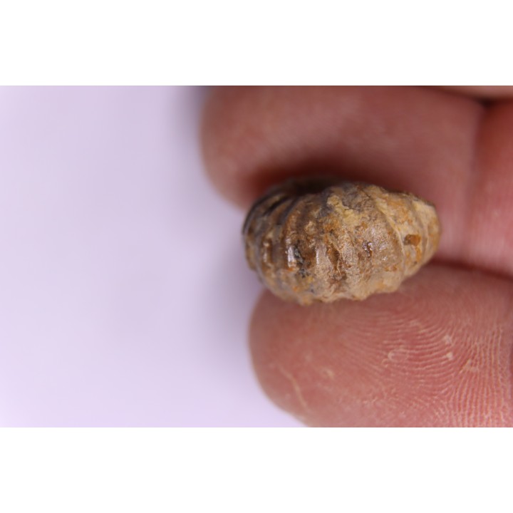 rare salaziceras salazacense - Albian  - Penzesgyor, HUNGARY