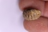 RARE salaziceras salazacense - Albien - Penzesgyor, Hongrie