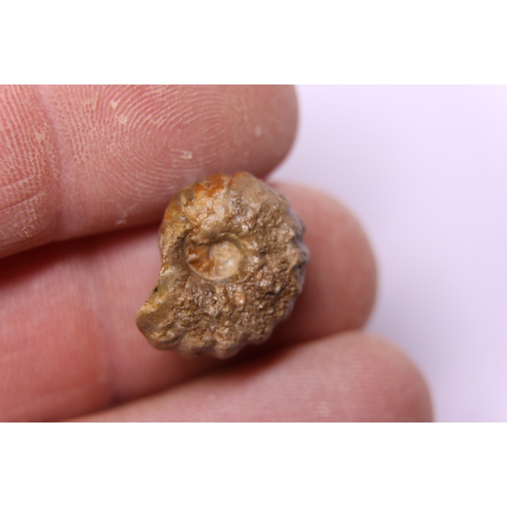 RARE salaziceras salazacense - Albien - Penzesgyor, Hongrie