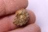 RARE salaziceras salazacense - Albien - Penzesgyor, Hongrie