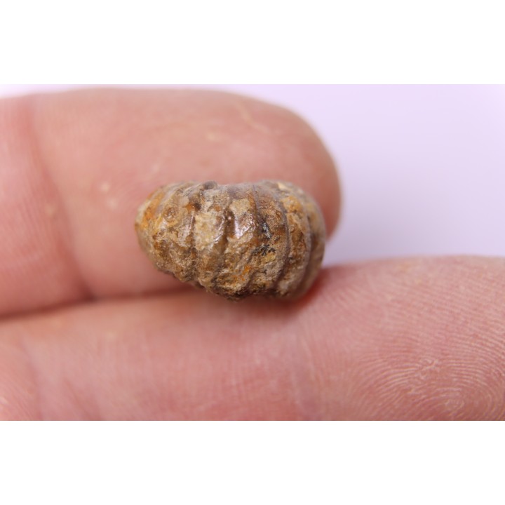 rare salaziceras salazacense - Albian  - Penzesgyor, HUNGARY