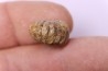 rare salaziceras salazacense - Albian - Penzesgyor, HUNGARY