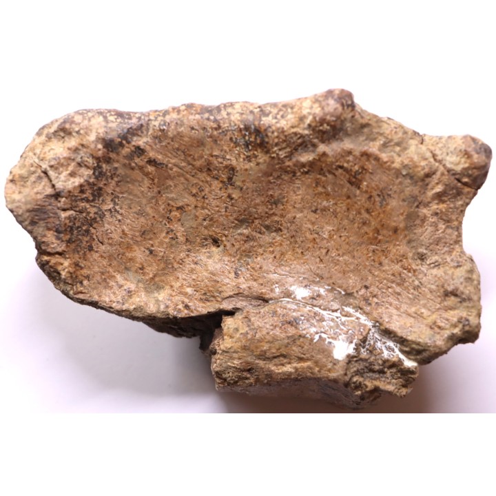 dinosaure freak: TRICERATOPS HORRIDUS