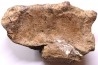 dinosaure freak: TRICERATOPS HORRIDUS