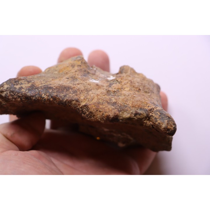 dinosaure freak: TRICERATOPS HORRIDUS