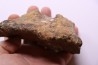 dinosaure freak: TRICERATOPS HORRIDUS