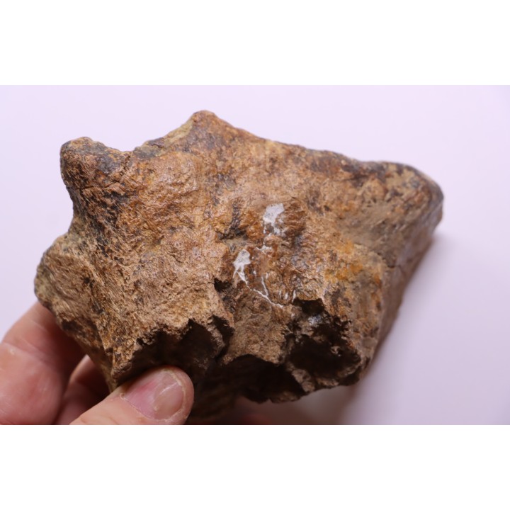 Dinosaure: fragment de collerette de TRICERATOPS HORRIDUS - Hell Creek  Fmt - crétacé sup. - Glendive County, Montana