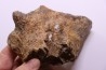 dinosaure freak: TRICERATOPS HORRIDUS