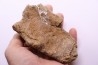 Dinosaure: fragment de collerette de TRICERATOPS HORRIDUS - Hell Creek  Fmt - crétacé sup. - Glendive County, Montana
