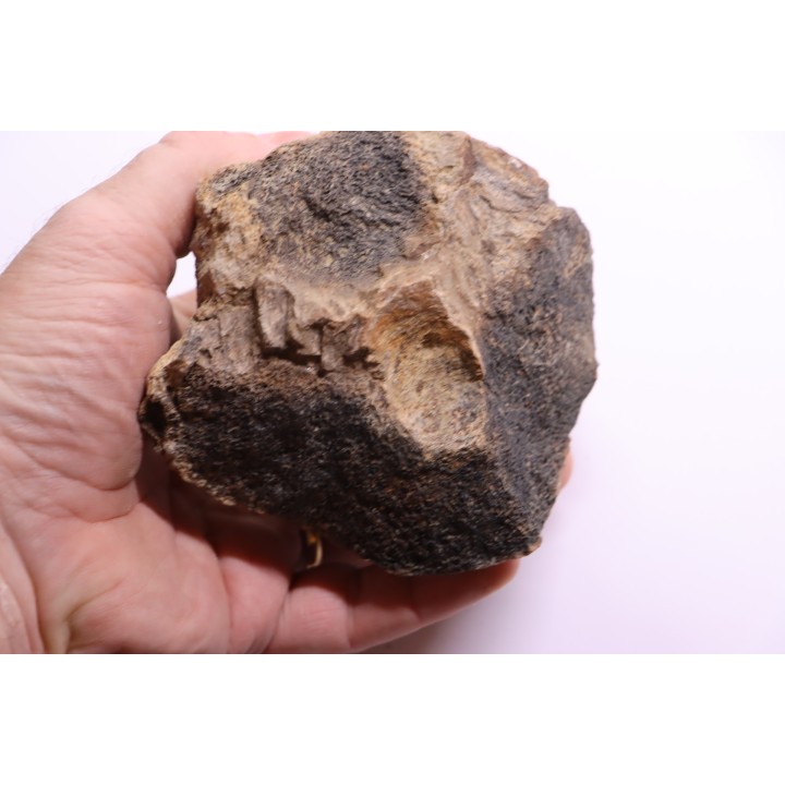 Dinosaure: os de TRICERATOPS HORRIDUS - Hell Creek  Fmt - crétacé sup. - Glendive County, Montana