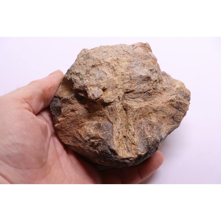 Dinosaure: os de TRICERATOPS HORRIDUS - Hell Creek  Fmt - crétacé sup. - Glendive County, Montana