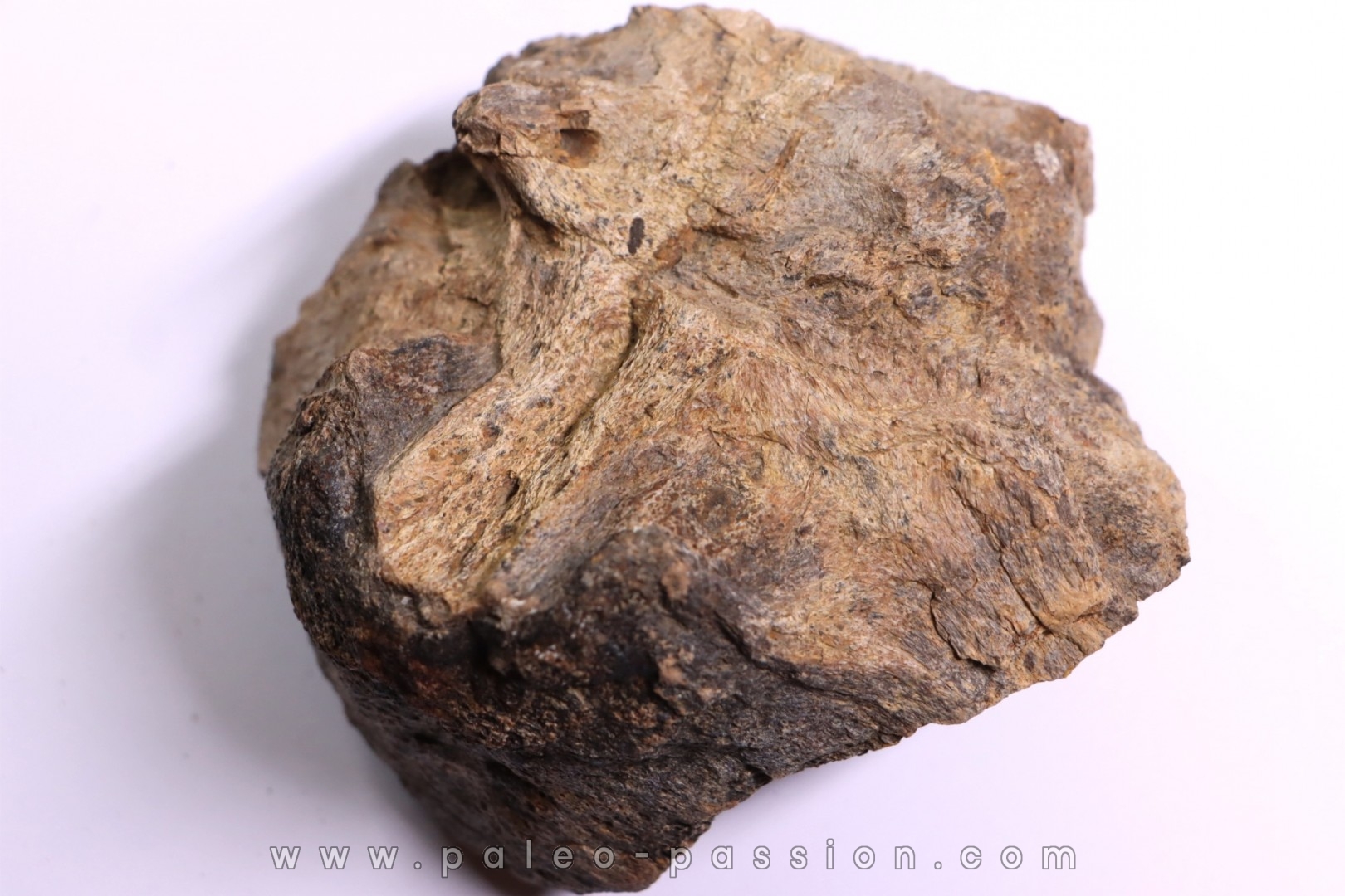 dinosaure bone: TRICERATOPS HORRIDUS