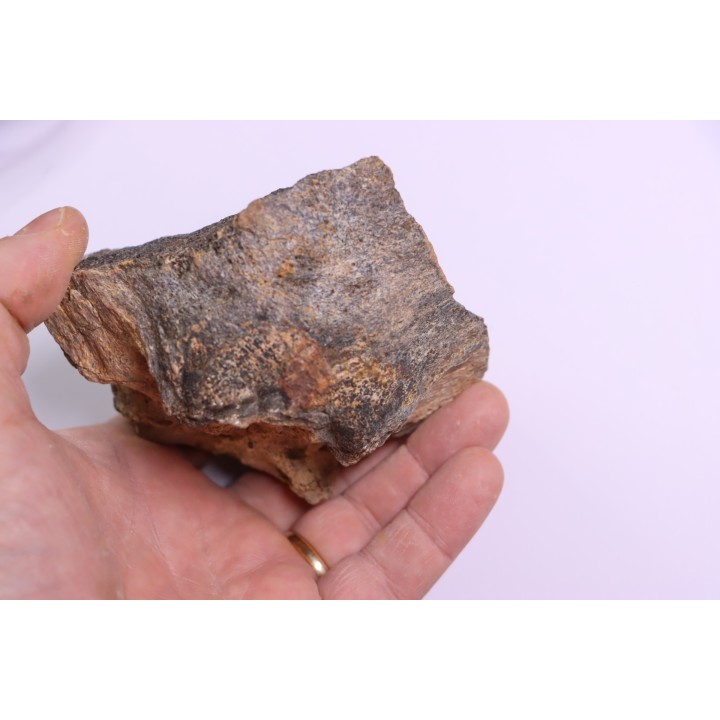 Dinosaure: os de TRICERATOPS HORRIDUS - Hell Creek  Fmt - crétacé sup. - Glendive County, Montana