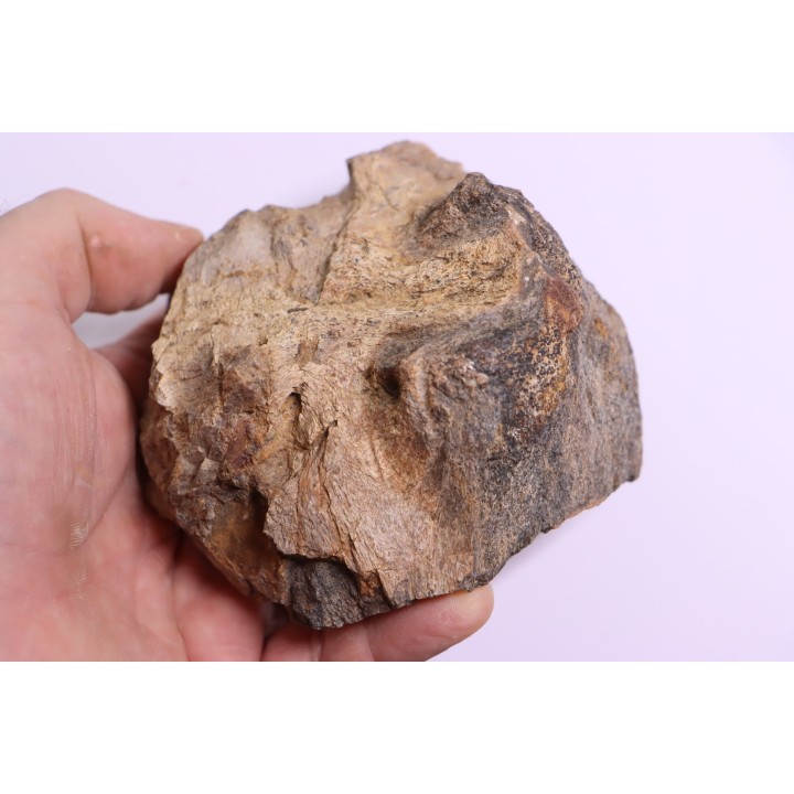 Dinosaure: os de TRICERATOPS HORRIDUS - Hell Creek  Fmt - crétacé sup. - Glendive County, Montana