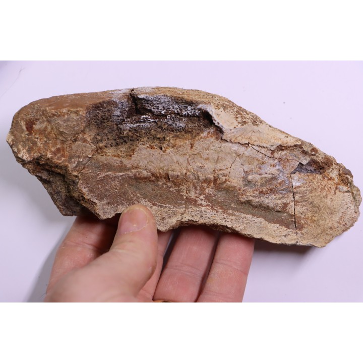 dinosaure freak: TRICERATOPS HORRIDUS