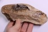 dinosaure freak: TRICERATOPS HORRIDUS