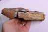 dinosaure freak: TRICERATOPS HORRIDUS