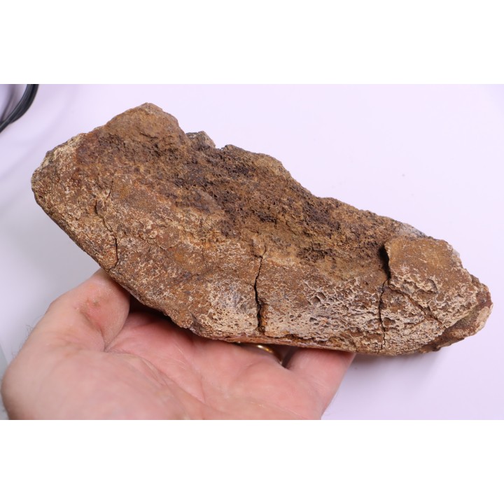 dinosaure freak: TRICERATOPS HORRIDUS