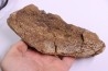 dinosaure freak: TRICERATOPS HORRIDUS