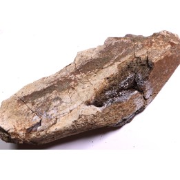 Dinosaure: fragment de collerette de TRICERATOPS HORRIDUS - Hell Creek  Fmt - crétacé sup. - Glendive County, Montana