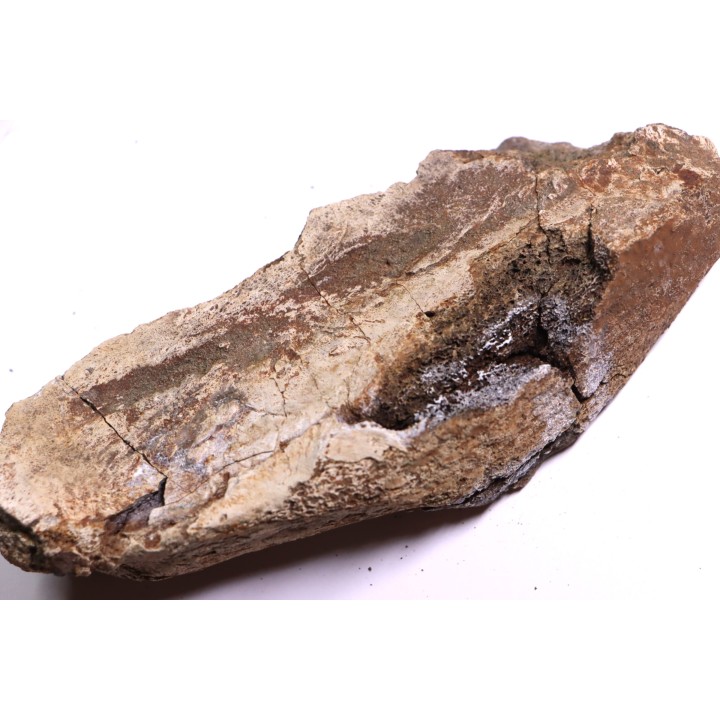 dinosaure freak: TRICERATOPS HORRIDUS