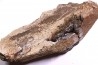 Dinosaure: fragment de collerette de TRICERATOPS HORRIDUS - Hell Creek  Fmt - crétacé sup. - Glendive County, Montana