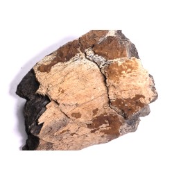 Dinosaure: os de TRICERATOPS HORRIDUS - Hell Creek  Fmt - crétacé sup. - Glendive County, Montana