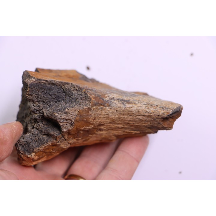 dinosaure bone: TRICERATOPS HORRIDUS
