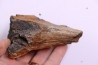 dinosaure bone: TRICERATOPS HORRIDUS