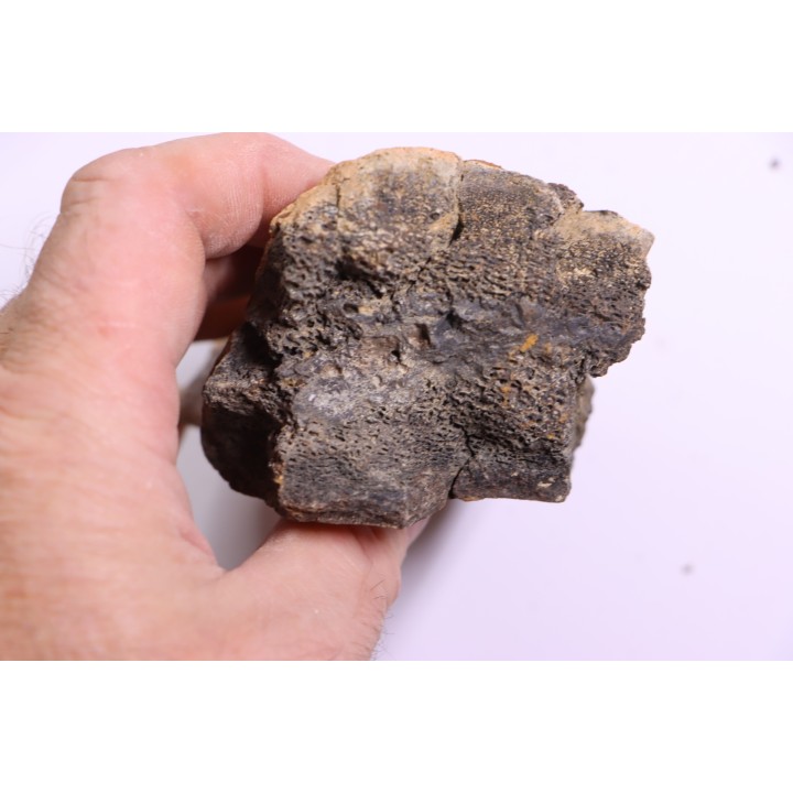 Dinosaure: os de TRICERATOPS HORRIDUS - Hell Creek  Fmt - crétacé sup. - Glendive County, Montana