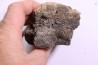 dinosaure bone: TRICERATOPS HORRIDUS