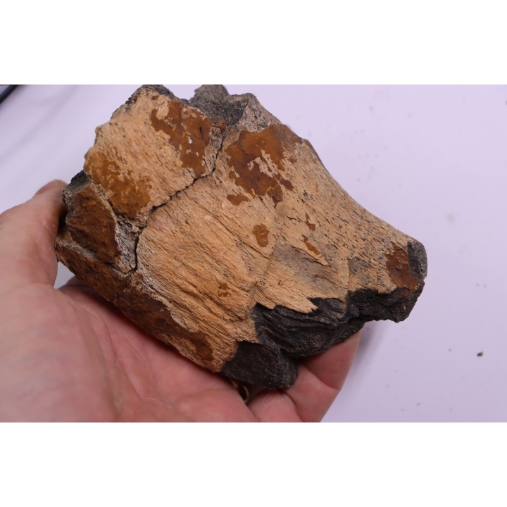 dinosaure bone: TRICERATOPS HORRIDUS
