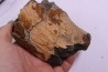 dinosaure bone: TRICERATOPS HORRIDUS