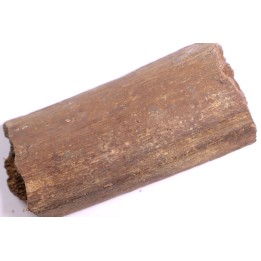 dinosaure bone: TRICERATOPS HORRIDUS