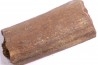dinosaure bone: TRICERATOPS HORRIDUS