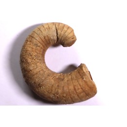 plectoceras robertsoni