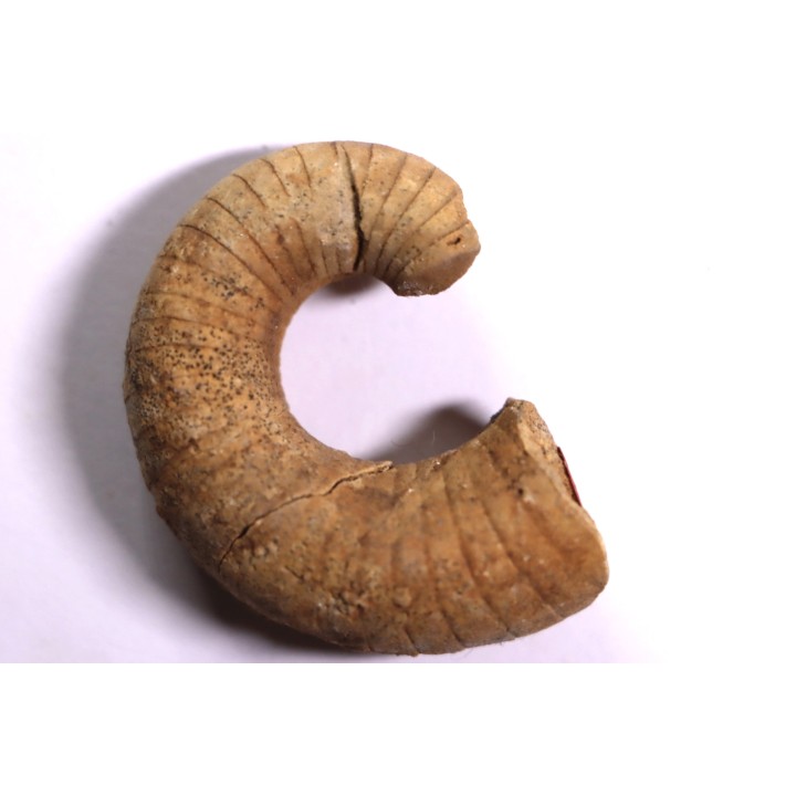 plectoceras robertsoni
