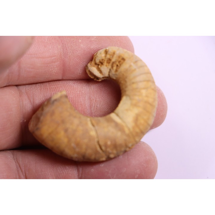 plectoceras robertsoni