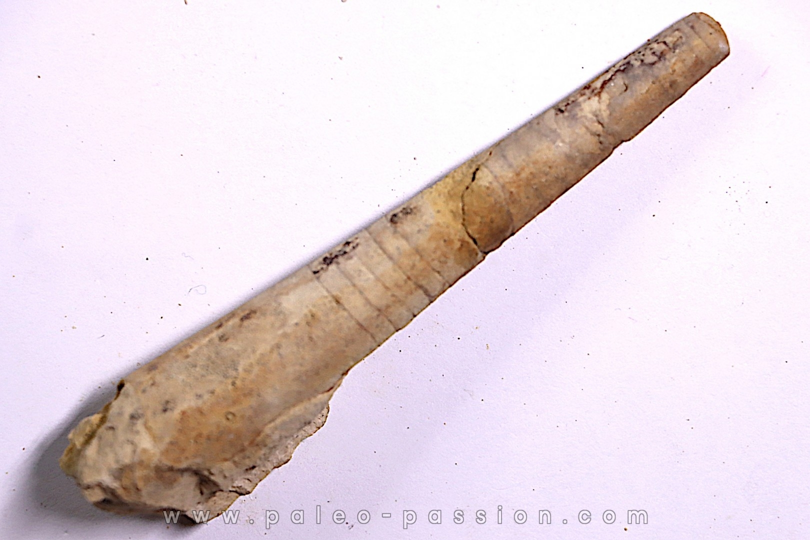 Proteoceras sp. Middle ordovicien Grand Detour formation Rock Co., Wisconsin, USA