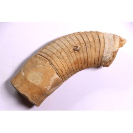 Richardsonoceras beloitense  Middle ordovicien  Grand Detour  formation  Rock Co., Wisconsin, USA