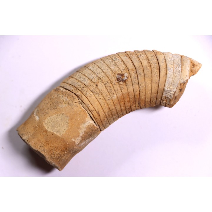 Richardsonoceras beloitense  Middle ordovicien  Grand Detour  formation  Rock Co., Wisconsin, USA