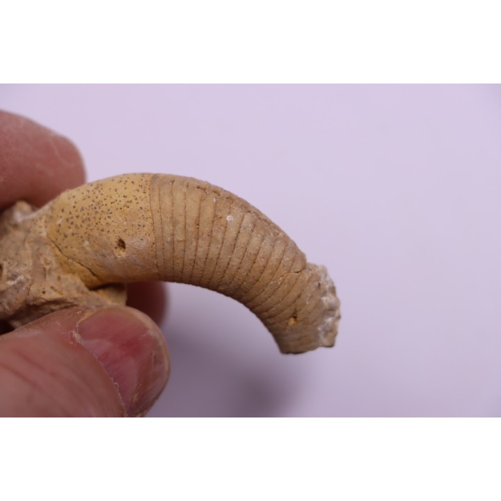 Richardsonoceras beloitense  Middle ordovicien  Grand Detour  formation  Rock Co., Wisconsin, USA