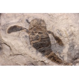 EURYPTERUS REMIPES - Silurien - Fiddler's Green FMT - Herkimer County, NY – USA